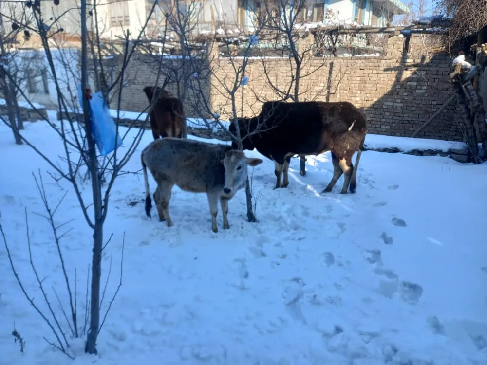 Three cows prepared for halal distribution to poor households.